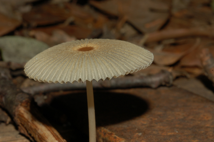 Aphyllophorales a Mondeggi